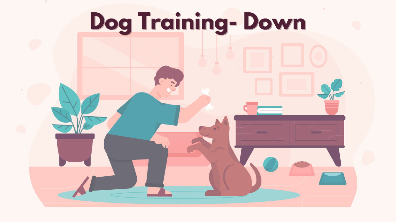 Dog Training- Down