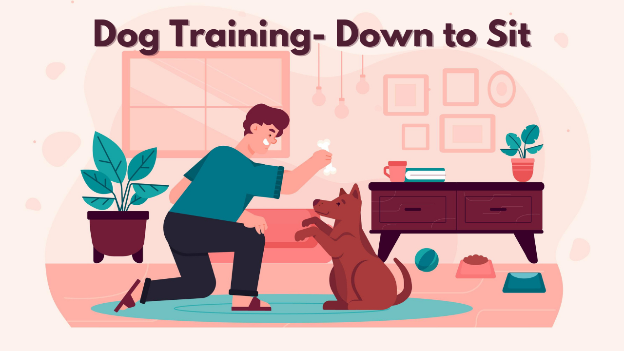 Dog Training- Down to Sit