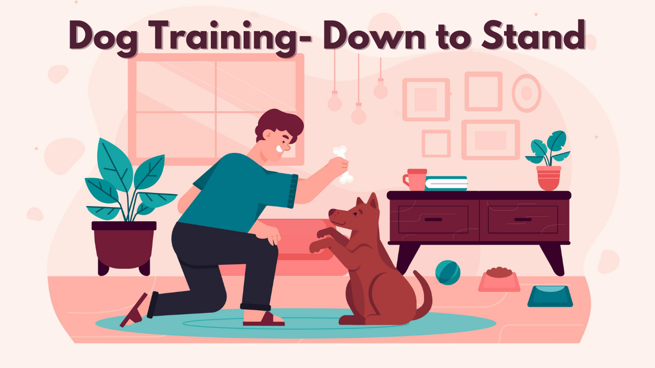 Down to Stand & Building a routine- Dog Training