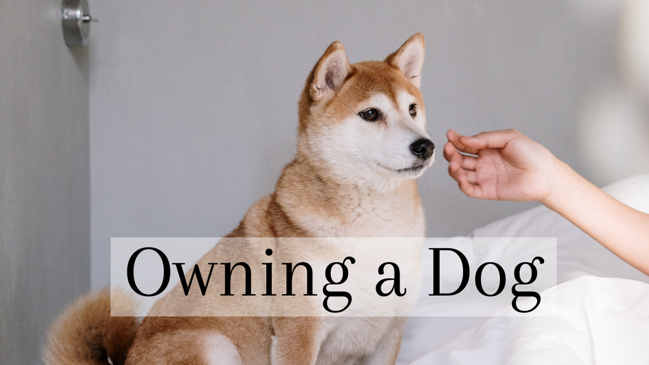 Advantages of Owning a Dog