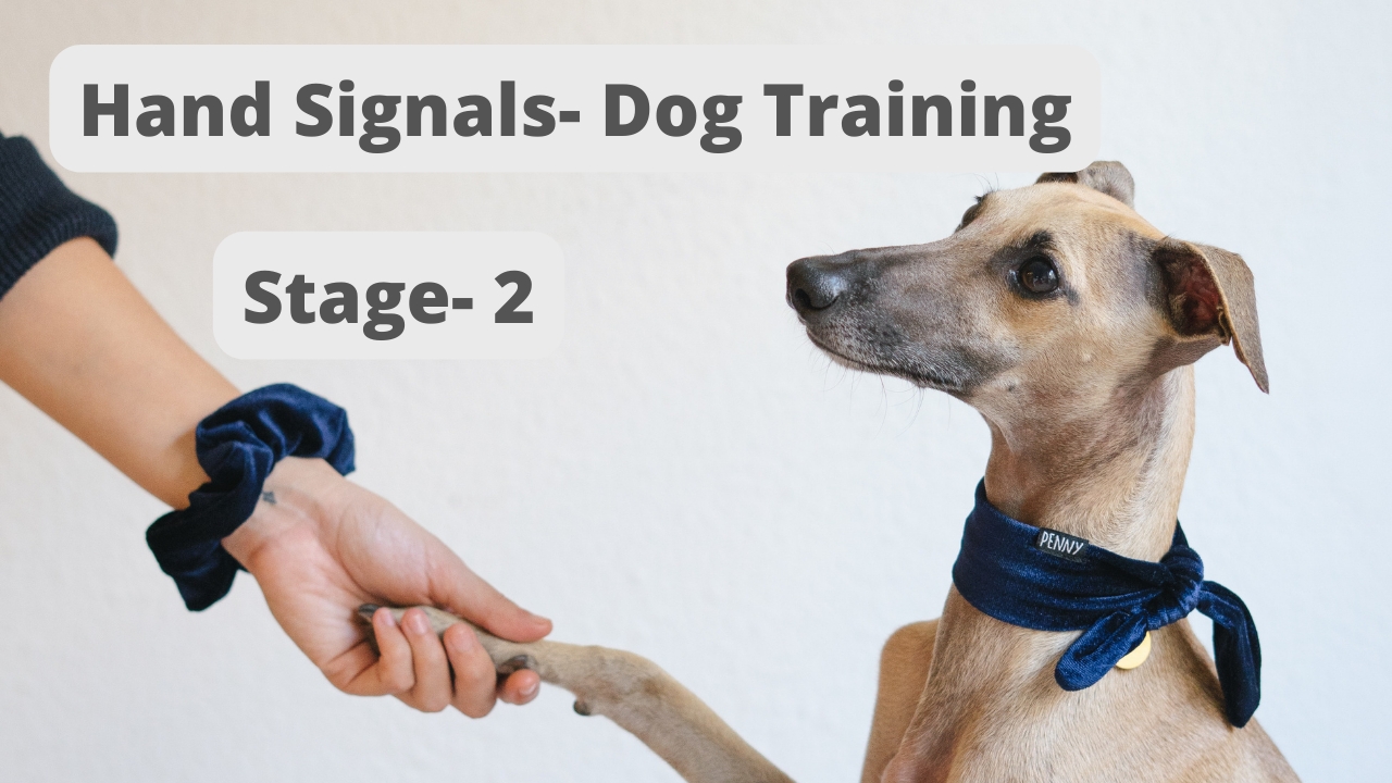 Hand Signals Stage 2- Dog Training