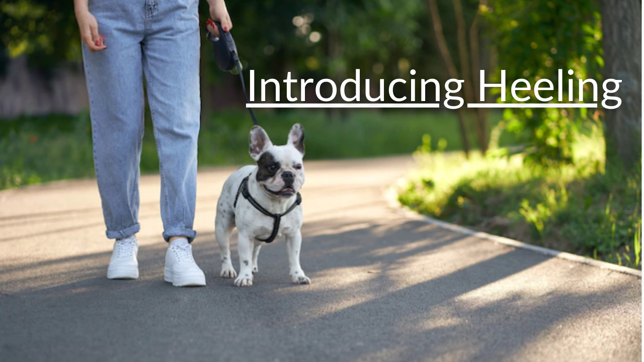 Introducing Heeling- Dog Training