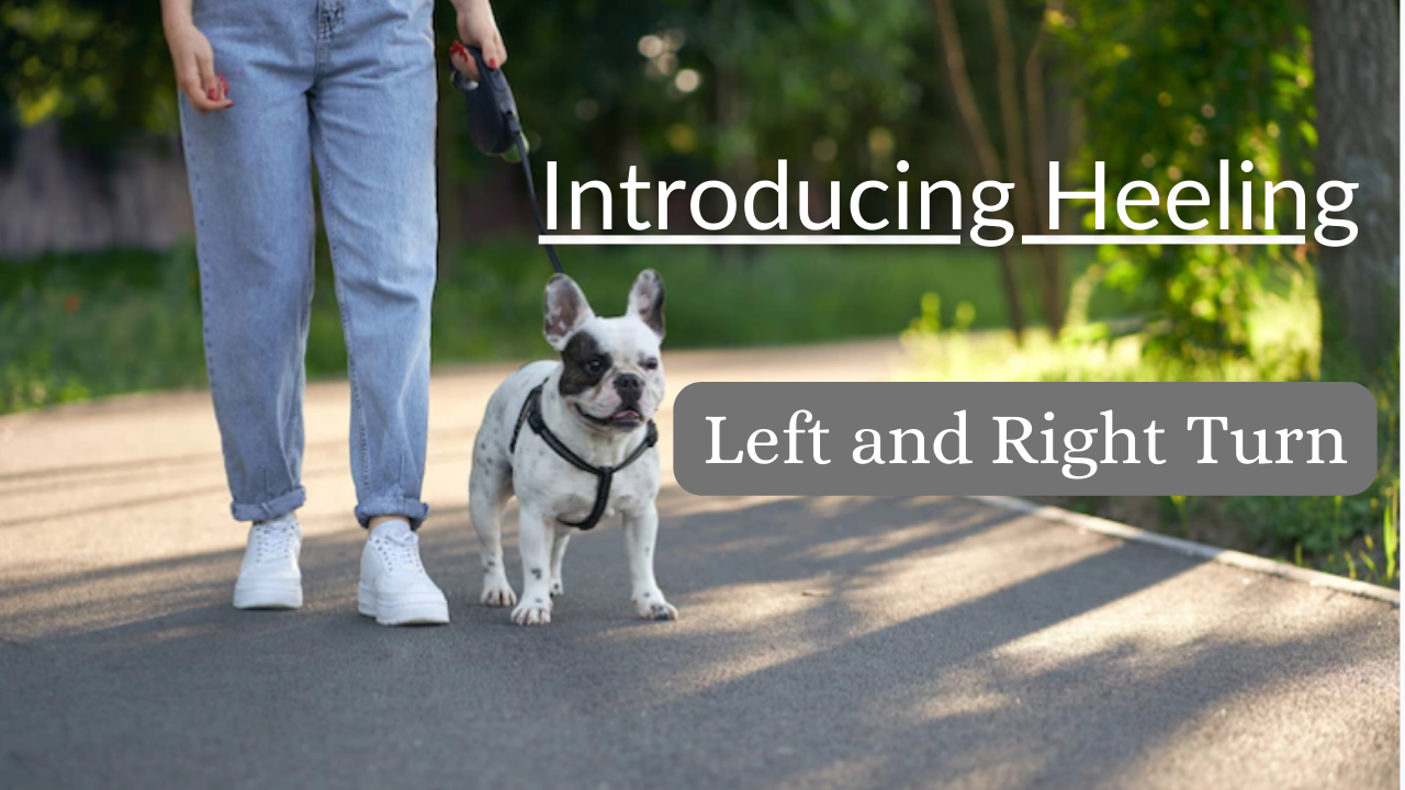 Left & Right Turn- Dog Training