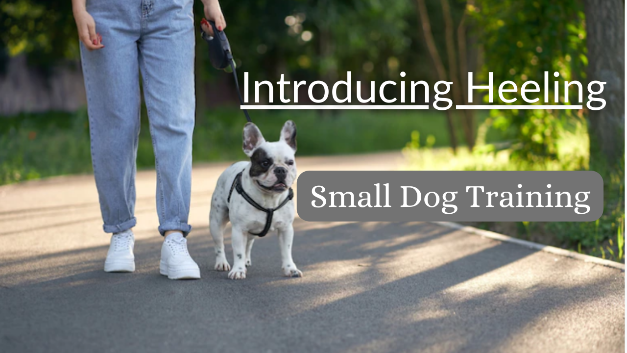 Heeling with Small Dogs- Dog Training