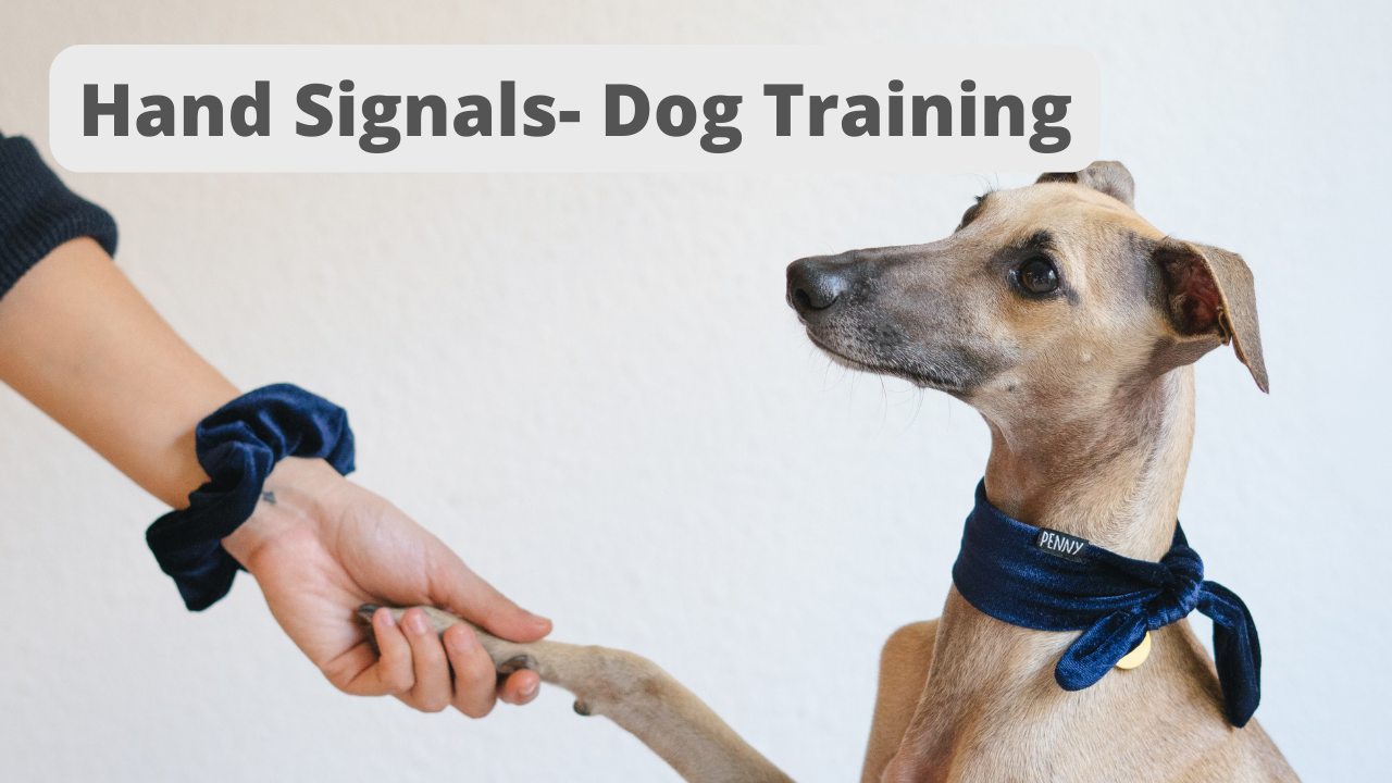 Hand Signals- Dog Training