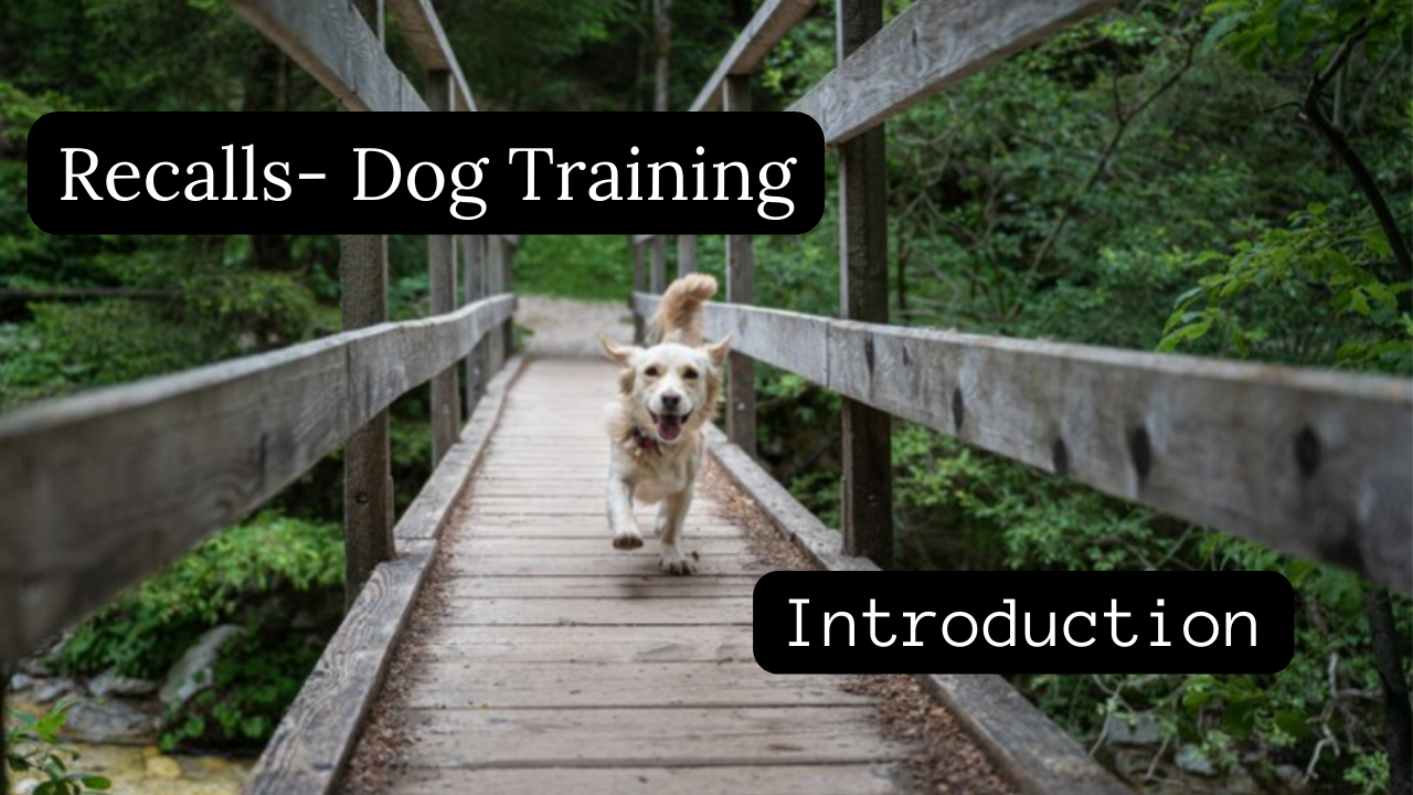 Recalls- Dog Training