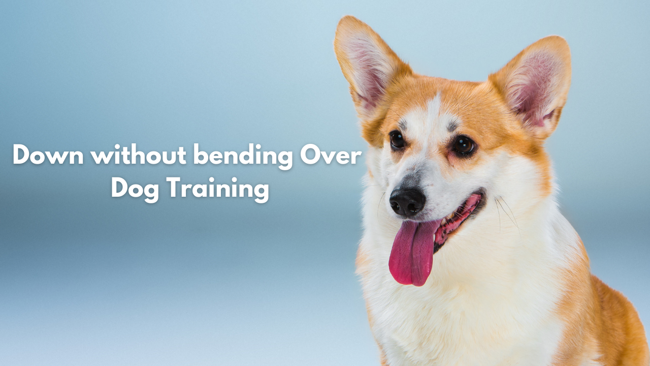 Down without Bending Over- Dog Training