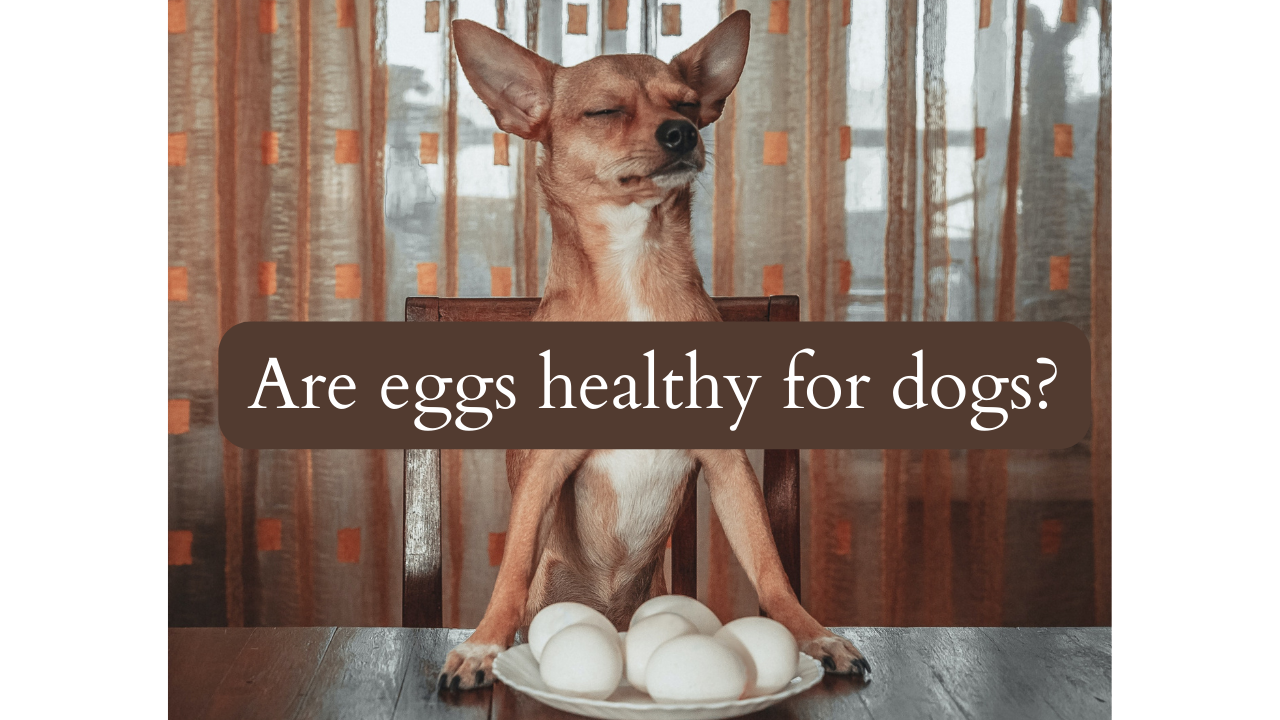 Are Eggs Healthy for Dogs?