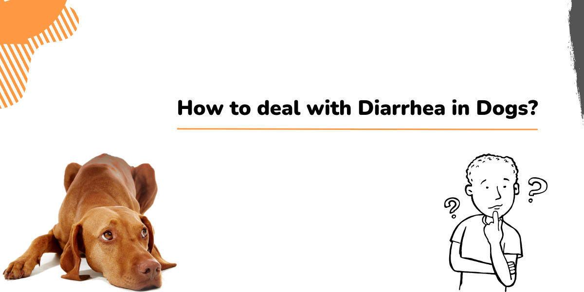 How to deal with Diarrhea in Dogs?