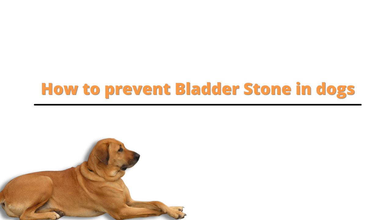 How to prevent Bladder Stone in dogs