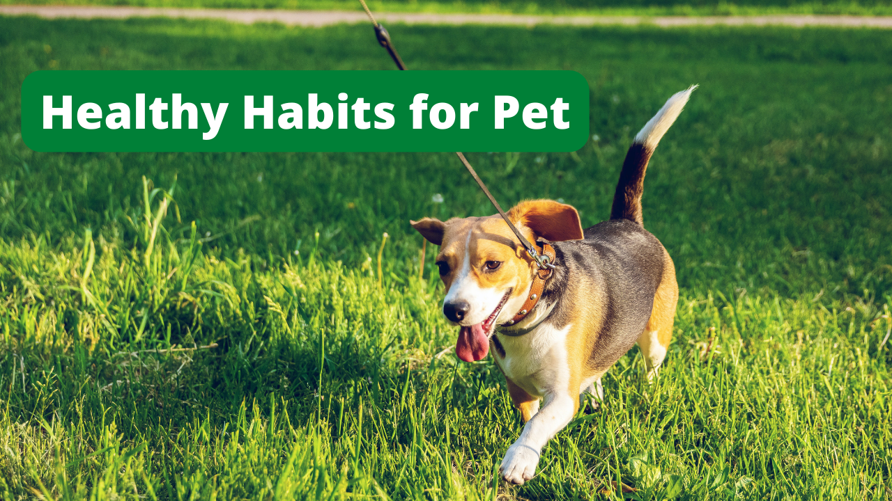 Healthy Habit for Pet