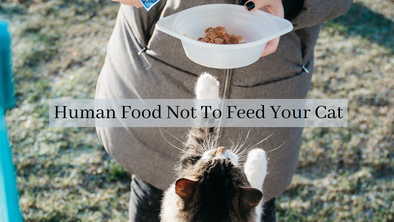 Human Food Not To Feed Your Cat