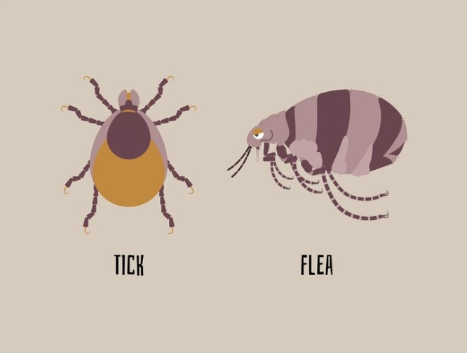 How to get rid of Tick and Fleas in Pets