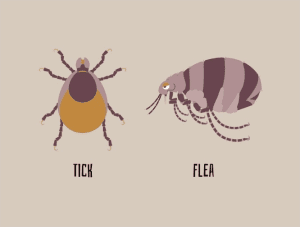 Tick and Flea
