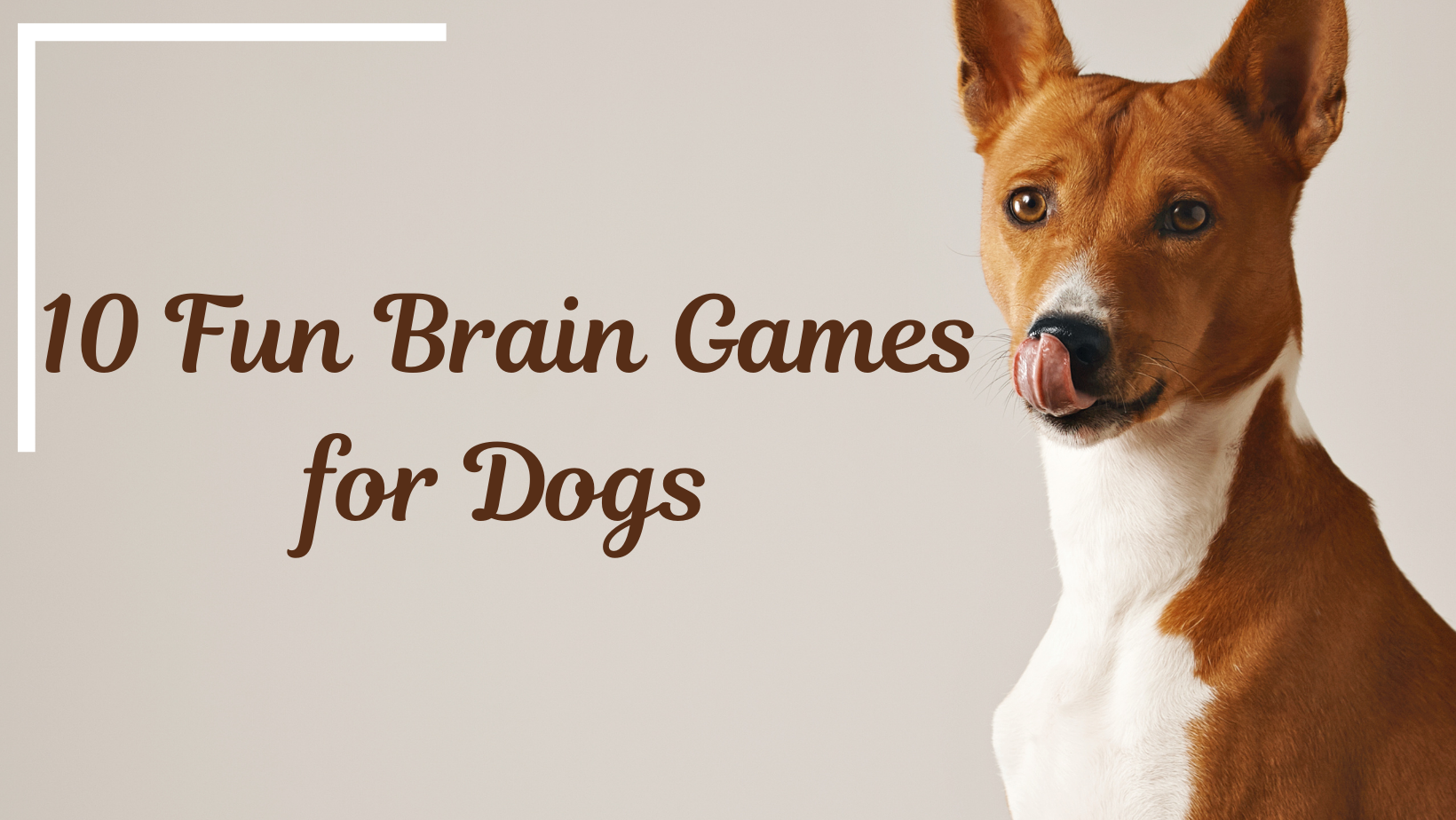 10 Fun Brain Games for Dogs