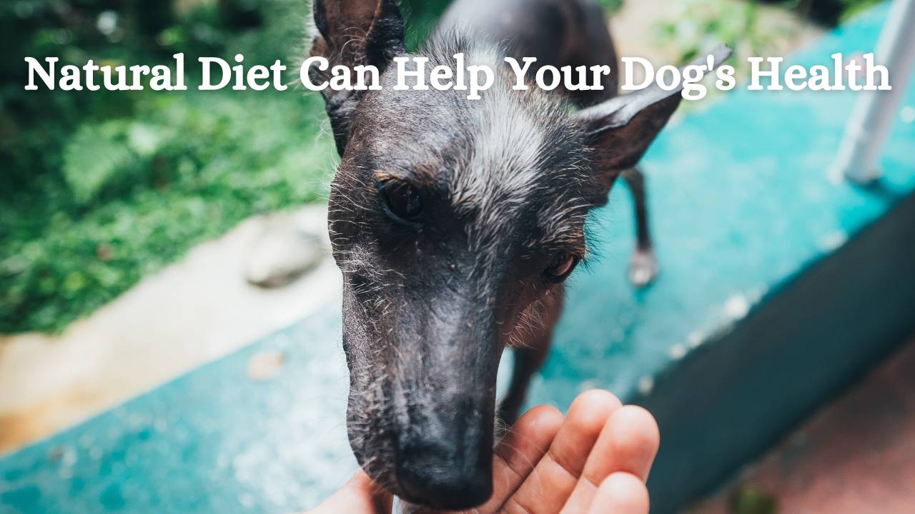 A Natural Diet that can Help Your Dog’s Health