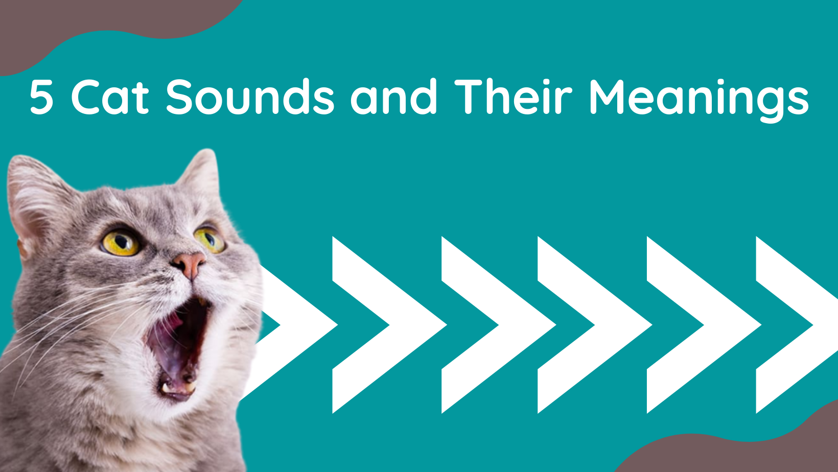 5 Cat Sounds and Their Meanings
