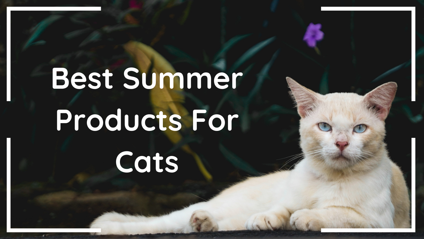 Best Summer Products For Cats