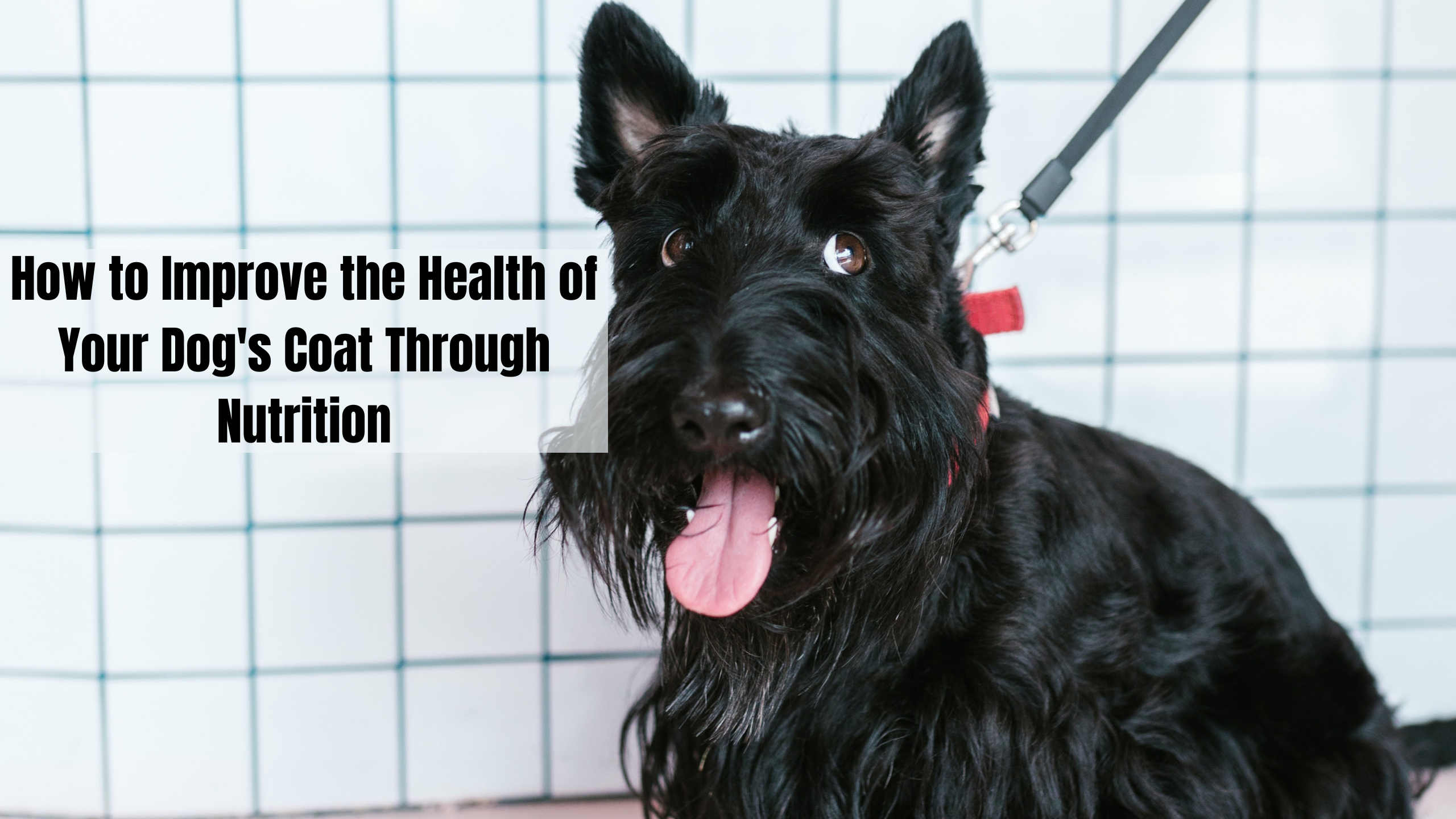 How to Improve the Health of Your Dog’s Coat Through Nutrition
