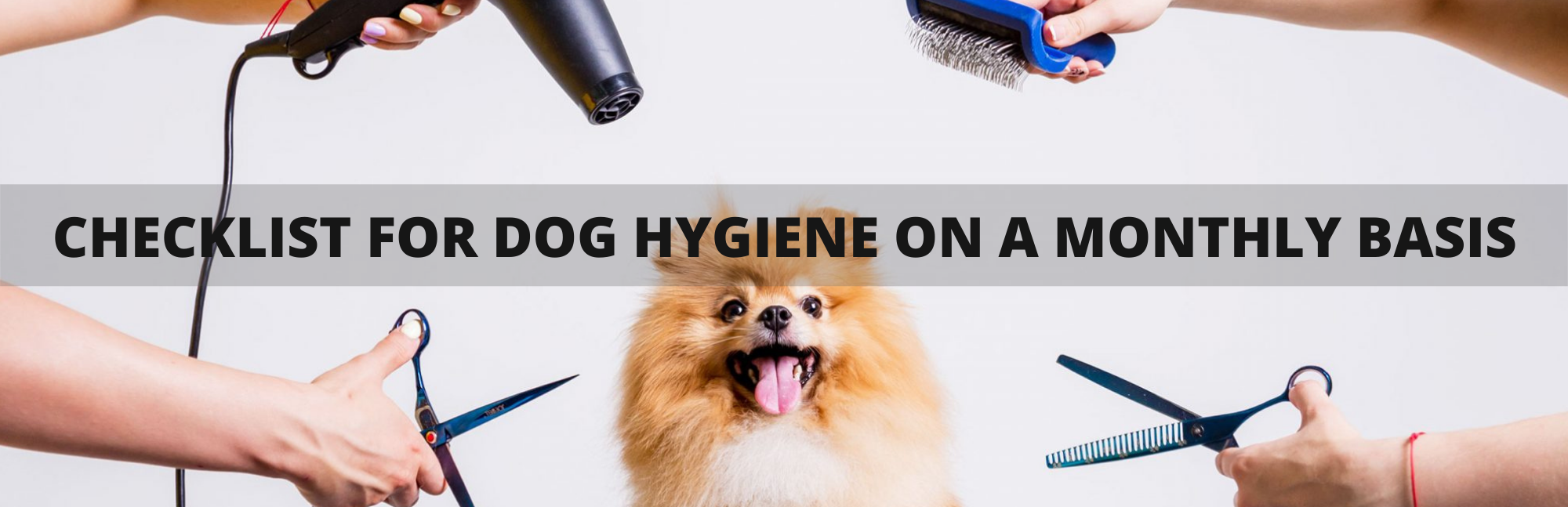 Checklist For Dog Hygiene On A Monthly Basis