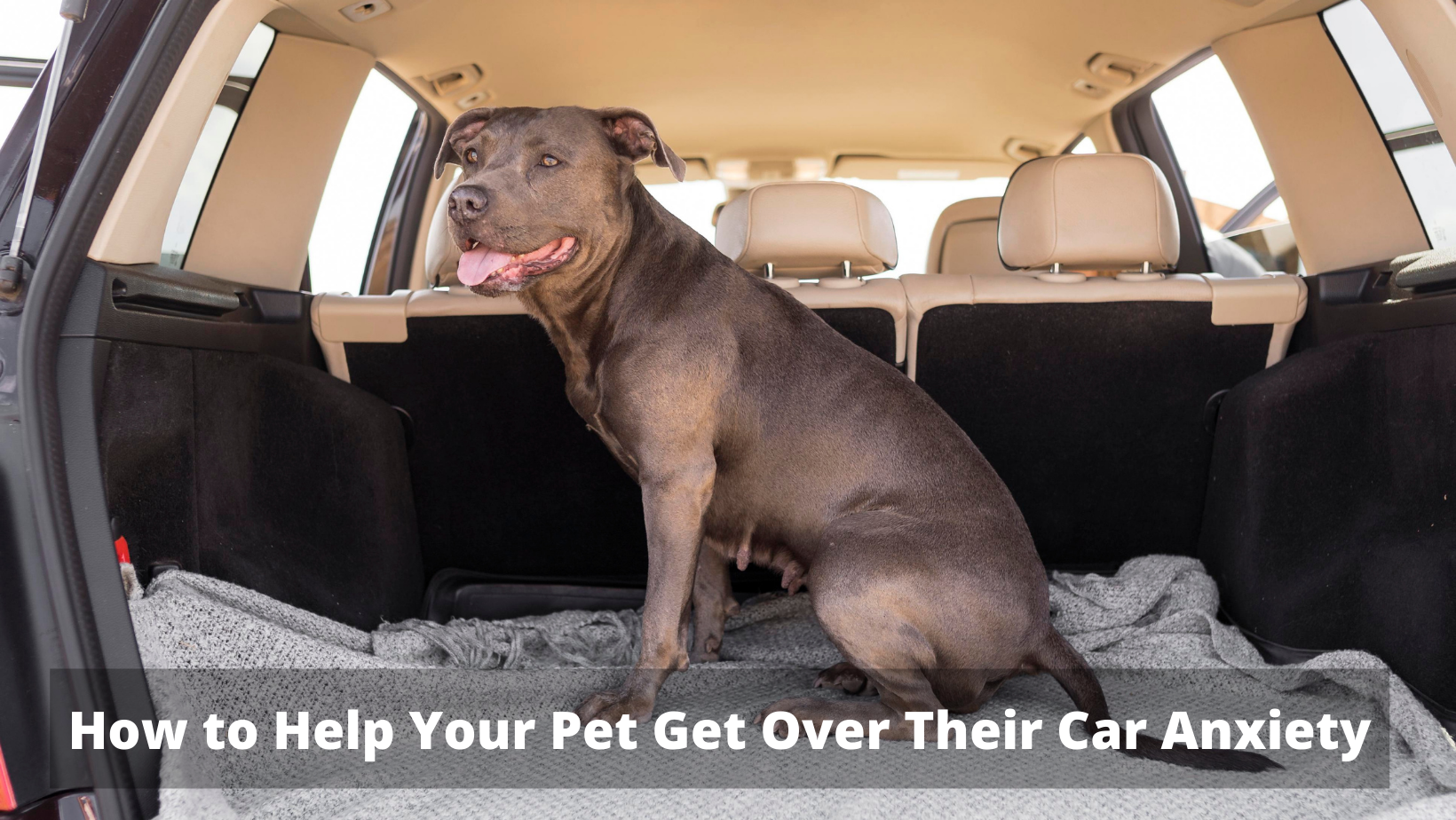 How to Help Your Pet Get Over Their Car Anxiety