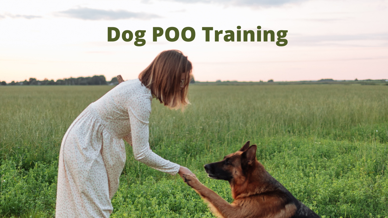 Potty Training for Dogs