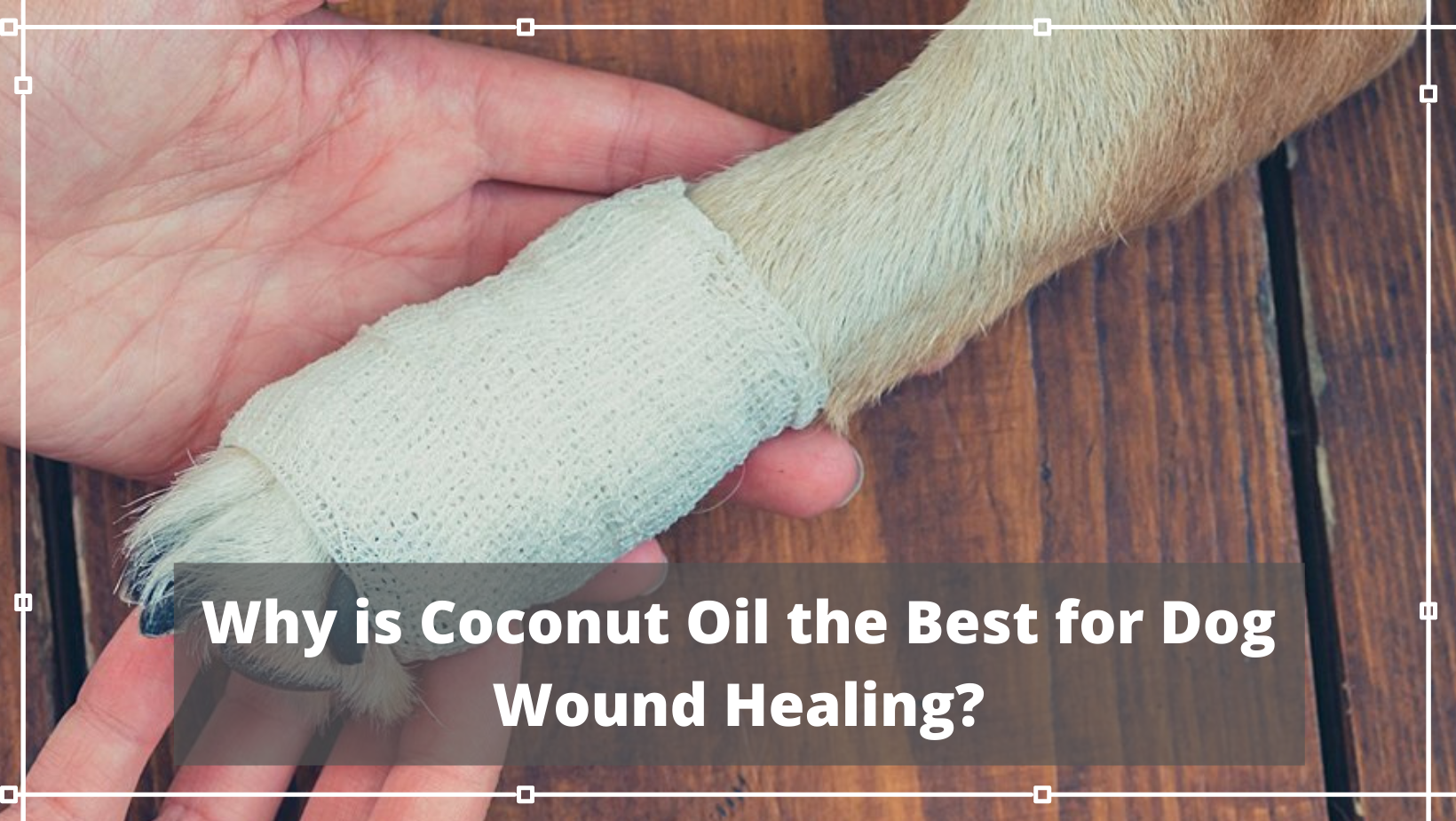 Why is Coconut Oil the Best for Dog Wound Healing?