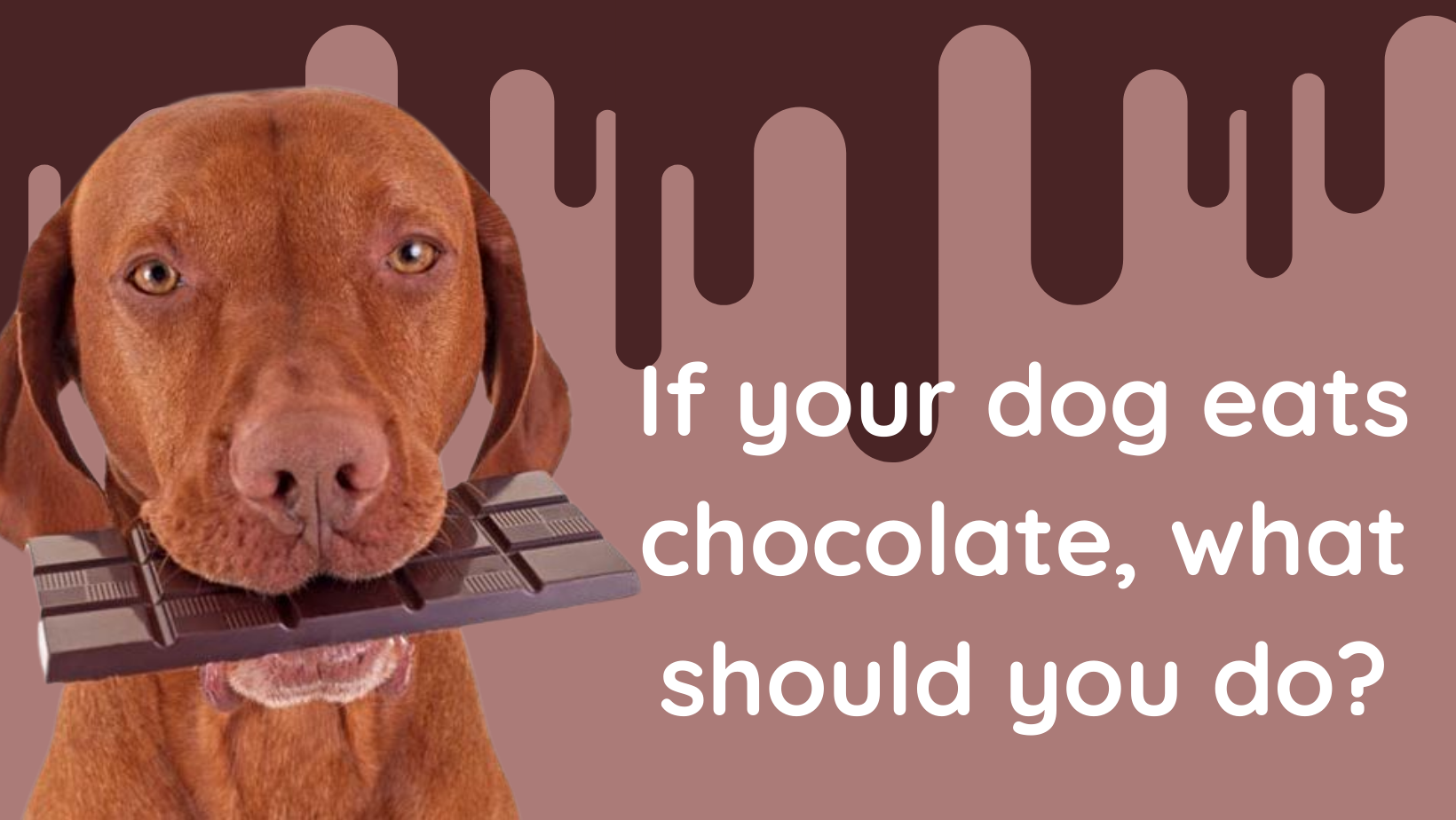 If your dog eats chocolate, what should you do?
