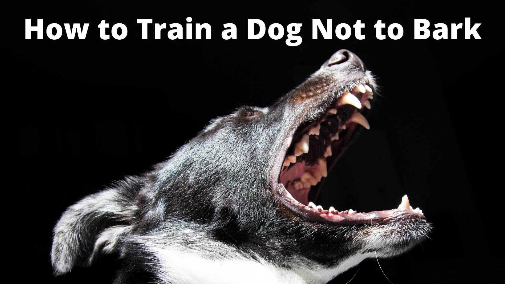 How to Train a Dog Not to Bark