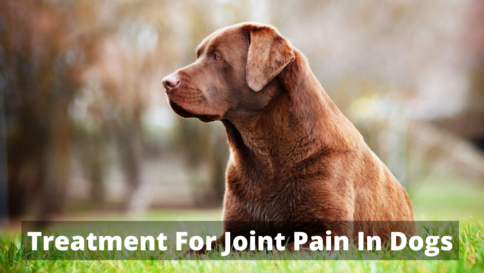 Treatment For Joint Pain In Dogs