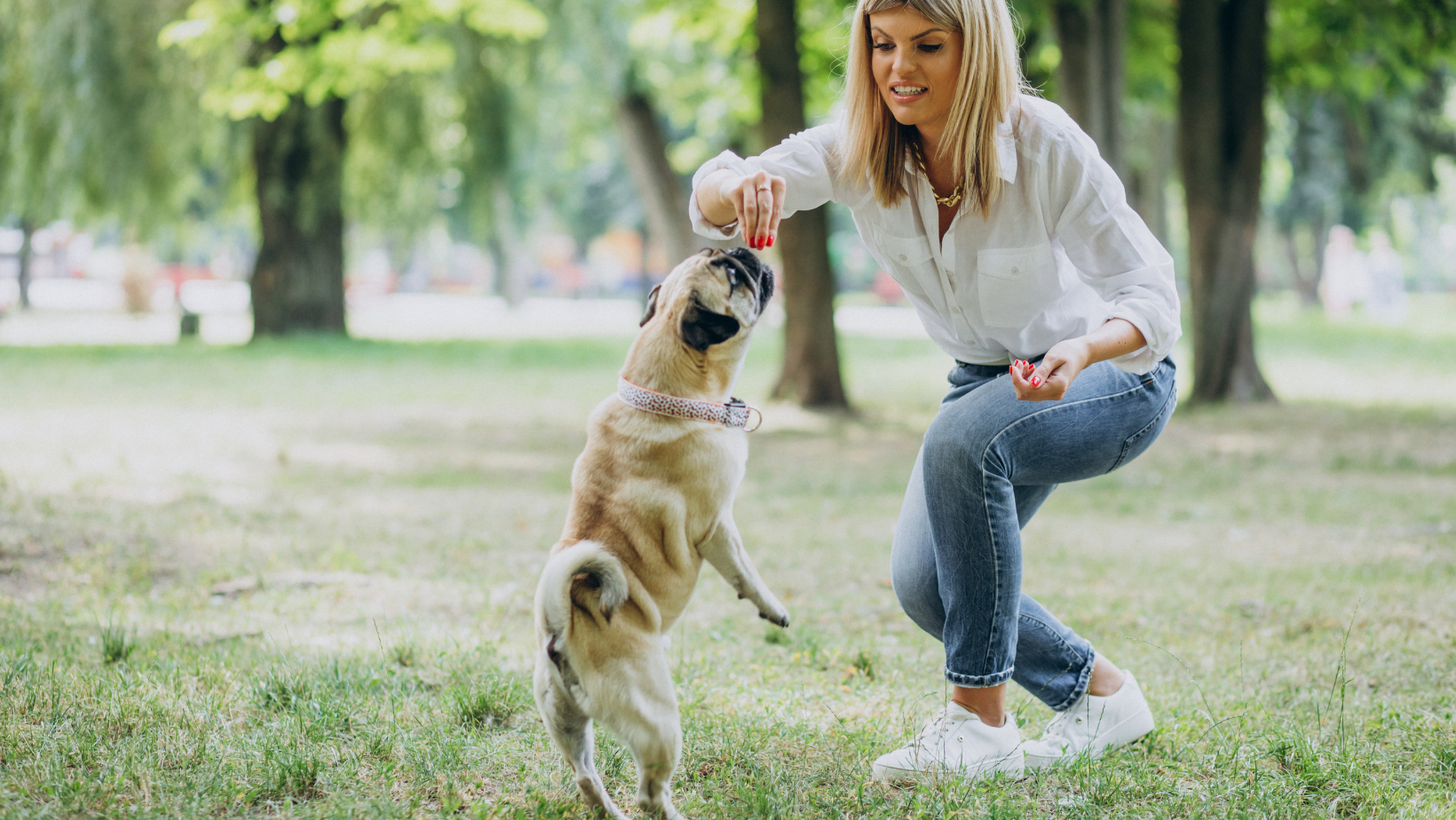 Five Ways to Encourage Positive Behaviour in Your Dog