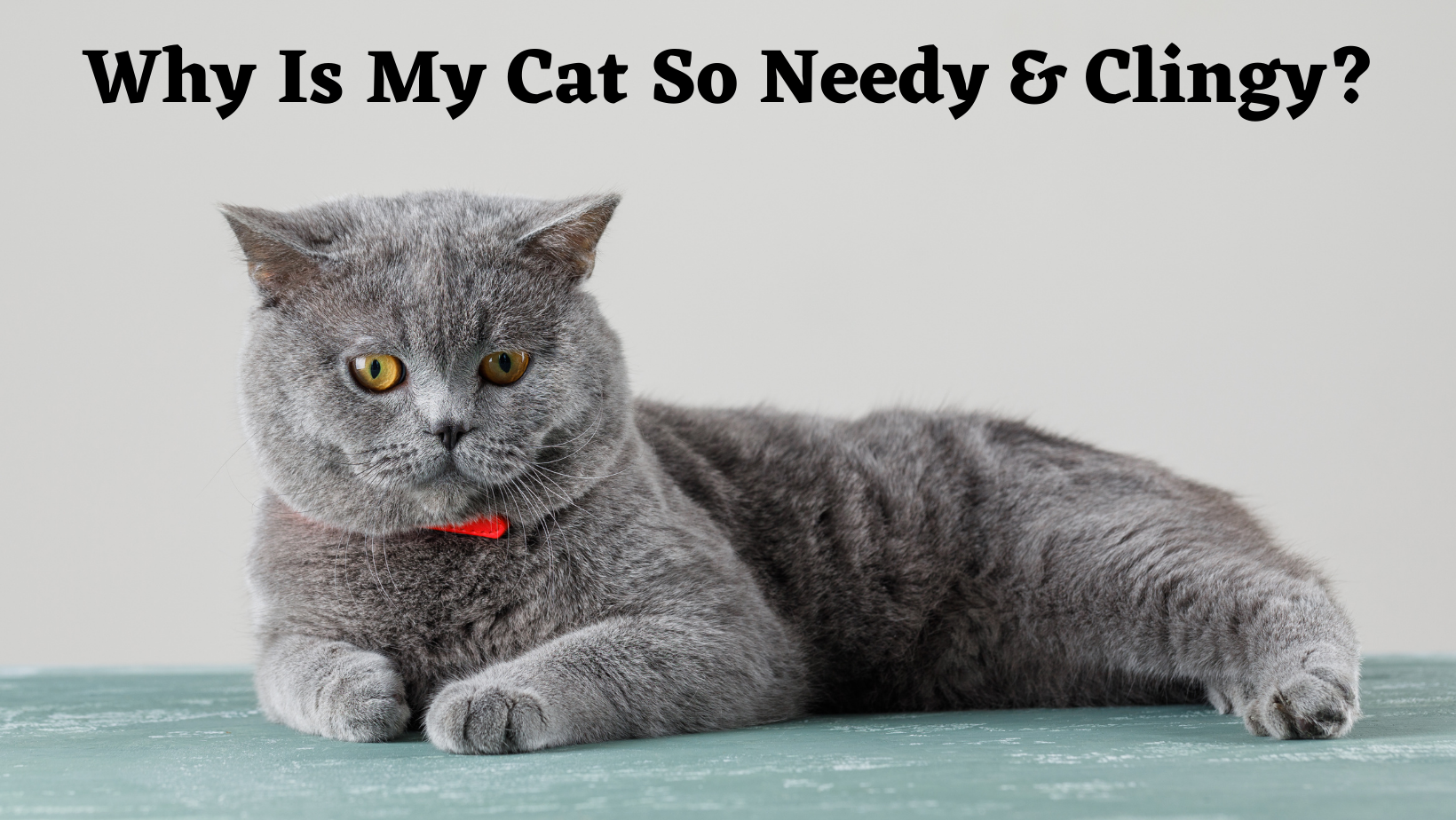 Why Is My Cat So Needy & Clingy?