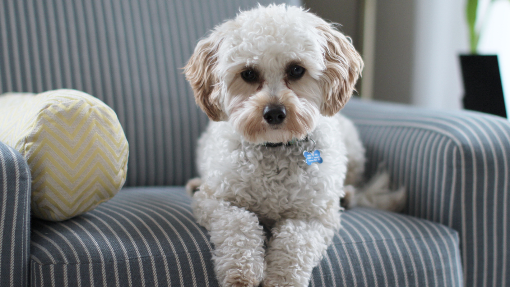 The Ultimate Guide To Hypoallergenic Dogs