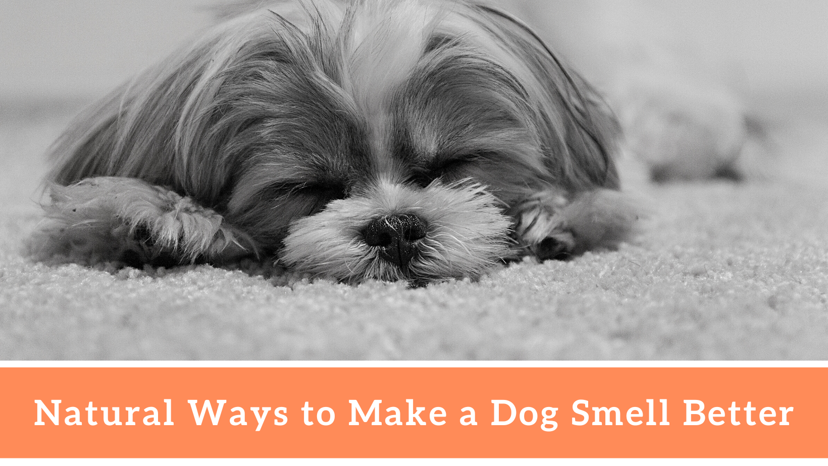 Natural Ways to Make a Dog Smell Better