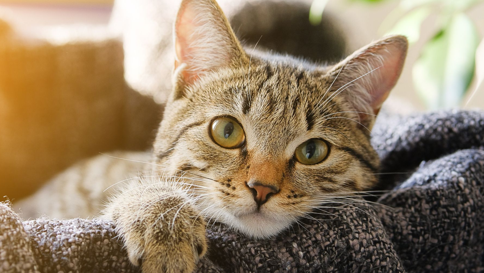 Kidney Problems in Cats