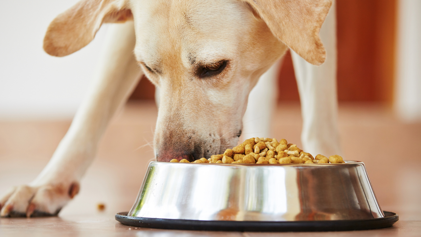 Why is my dog not eating and what can I do?