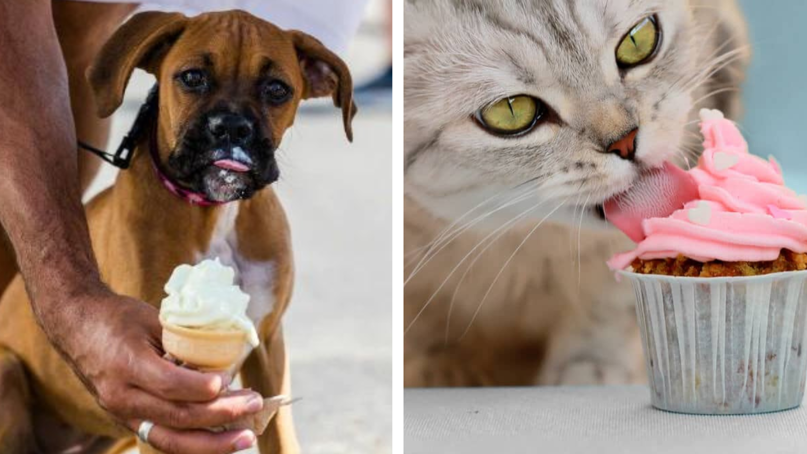Why Should We Avoid Feeding Sweets to Our Pets?