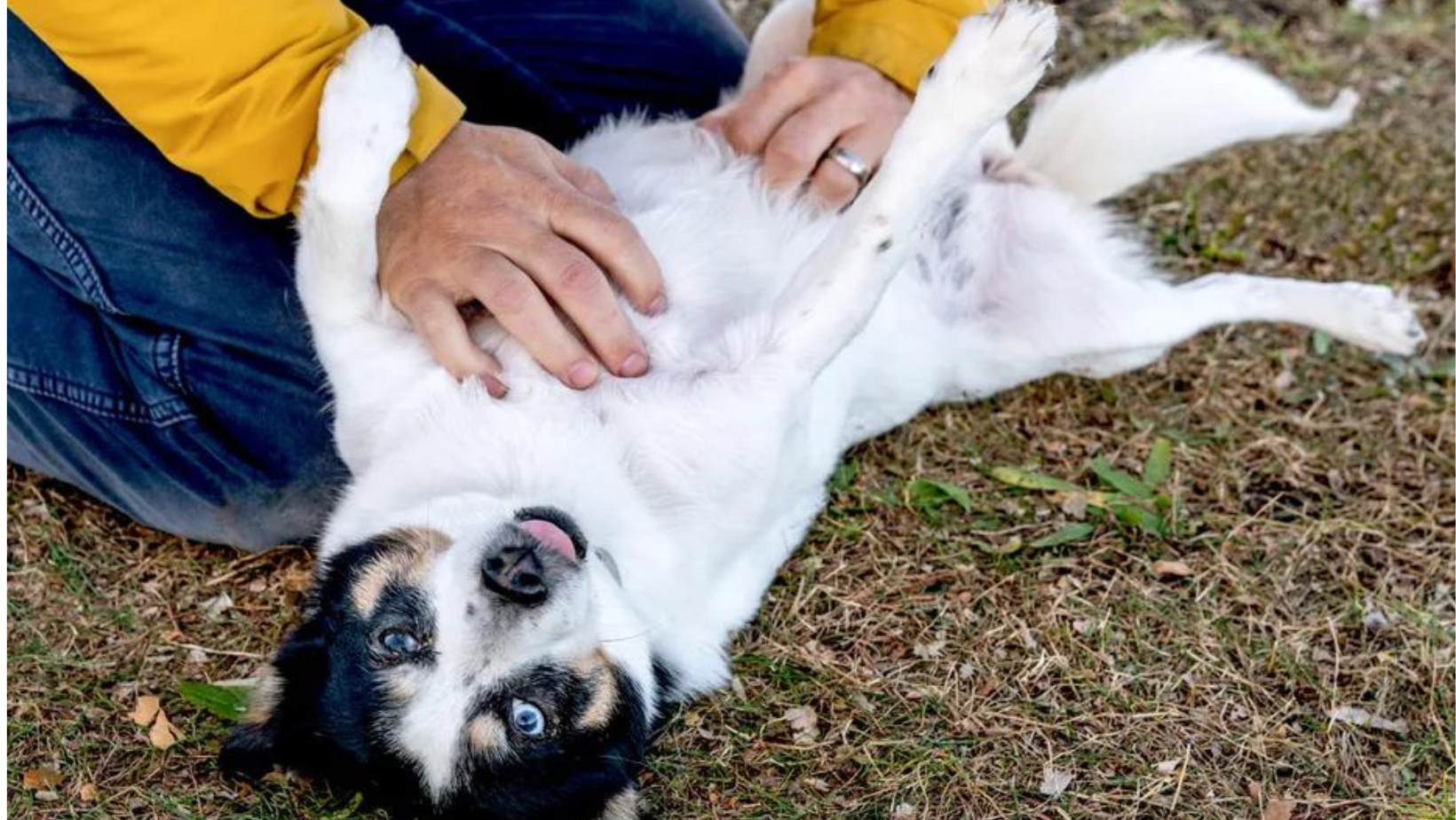What does it mean when a dog lets you rub their belly?