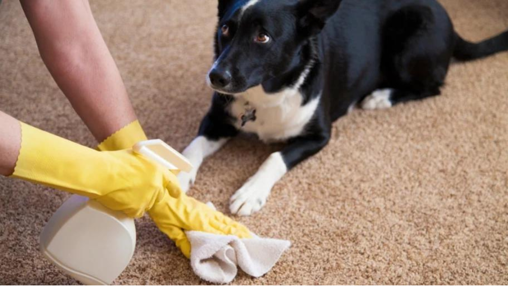 How to Get Rid of Dog Pee Smell