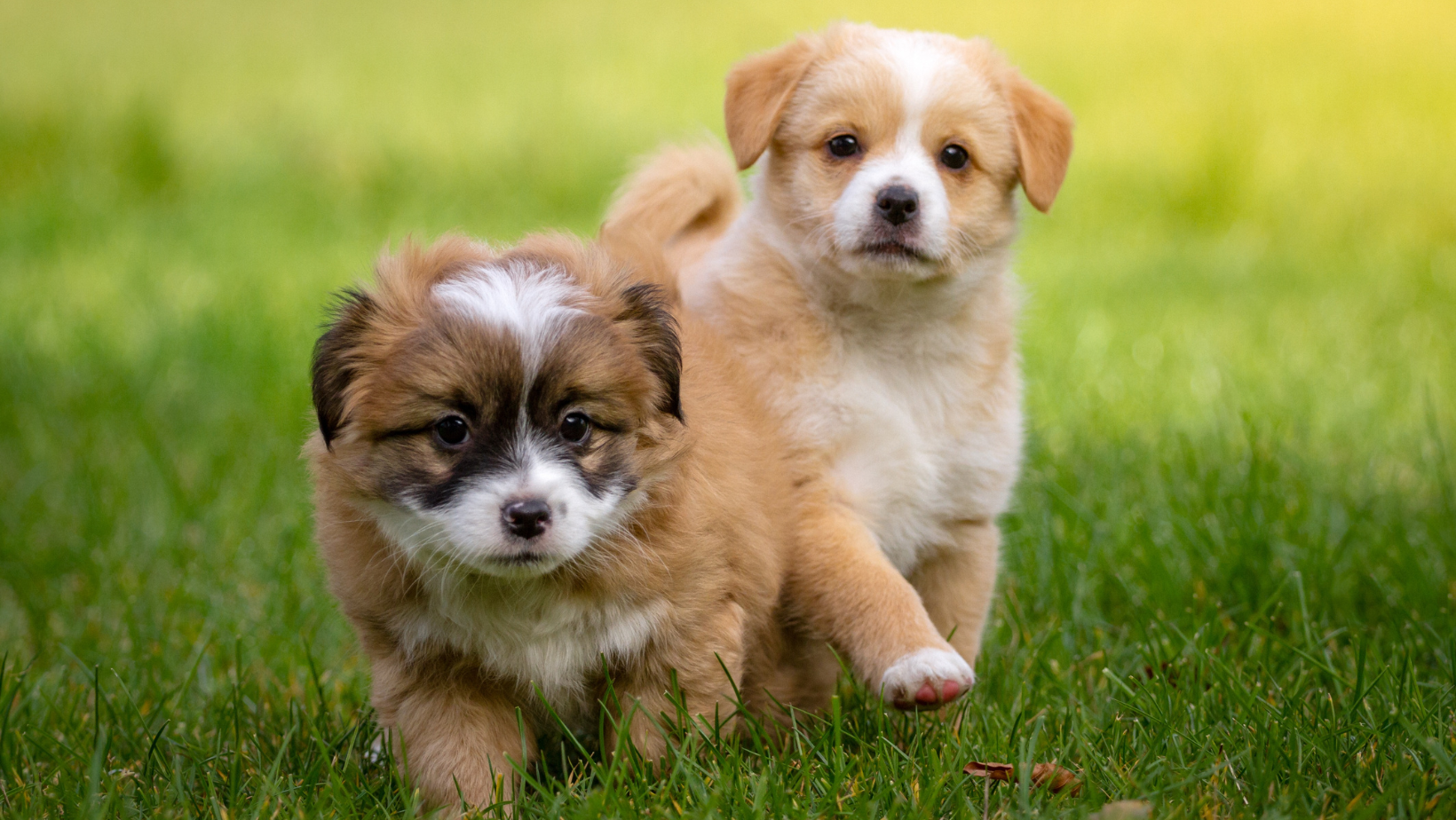 How To Understand What Your New Puppy Is Telling You