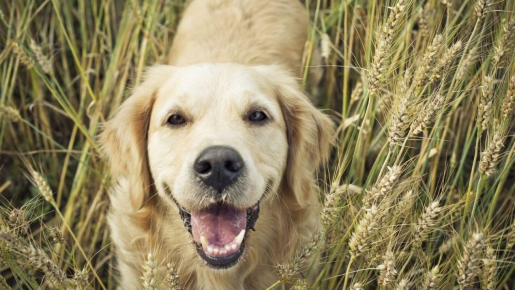 What Is Grain Free Pet Food, Really?