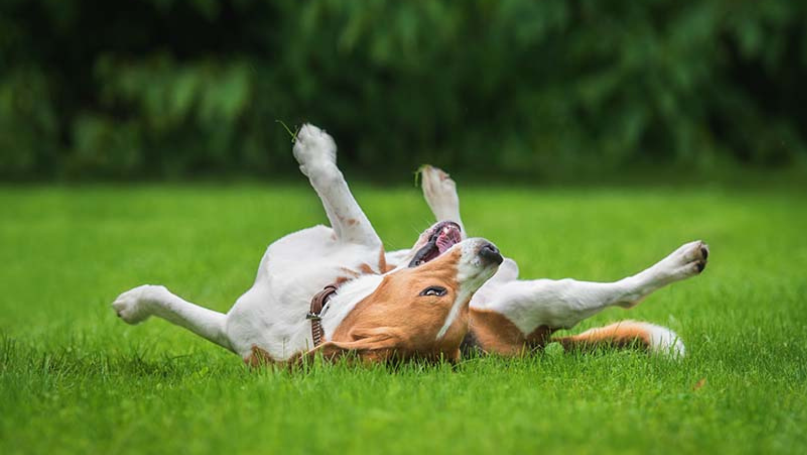Why Do Dogs Roll in Poop?