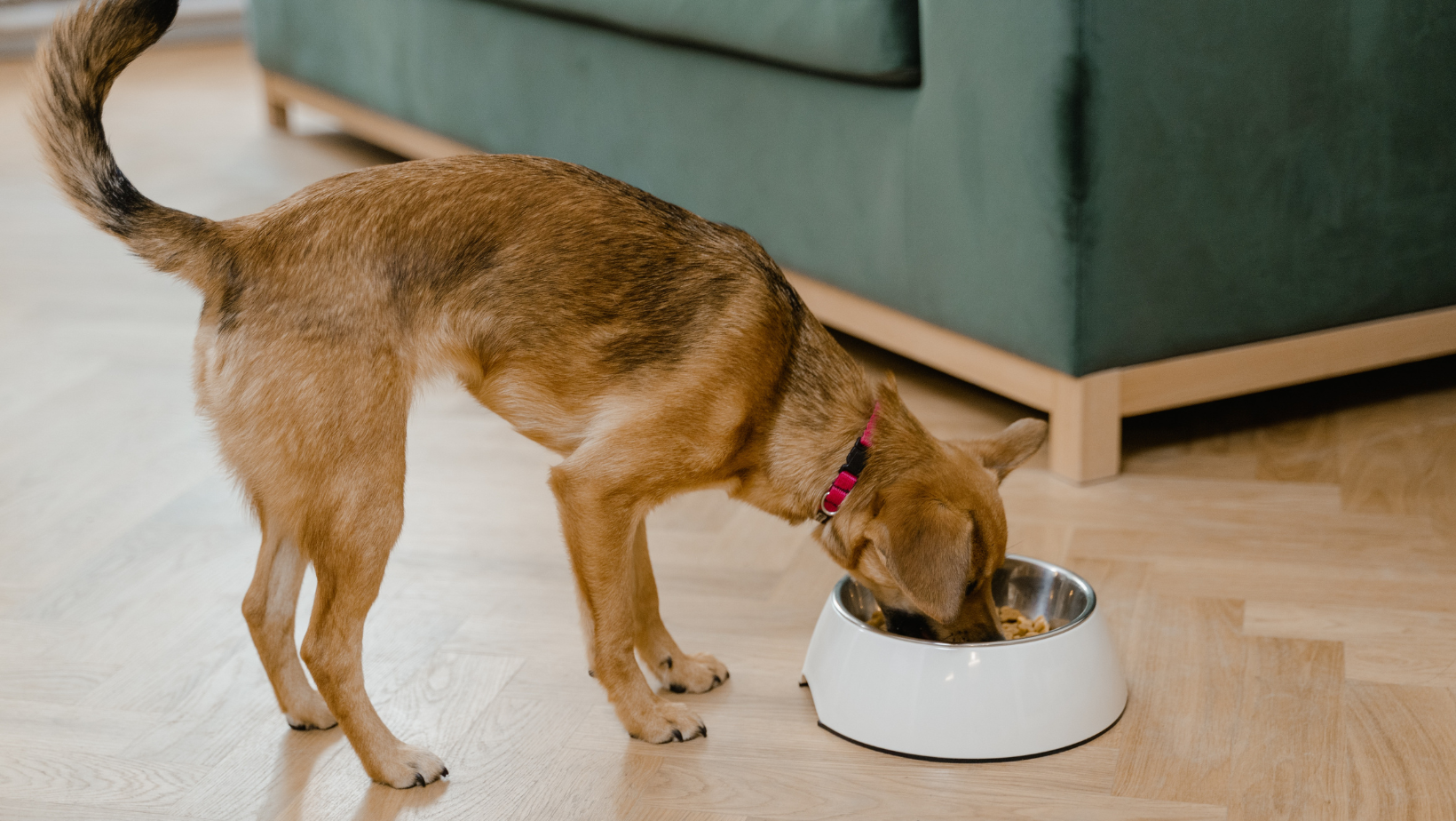 6 Signs it’s Time to Change Your Dog’s Food