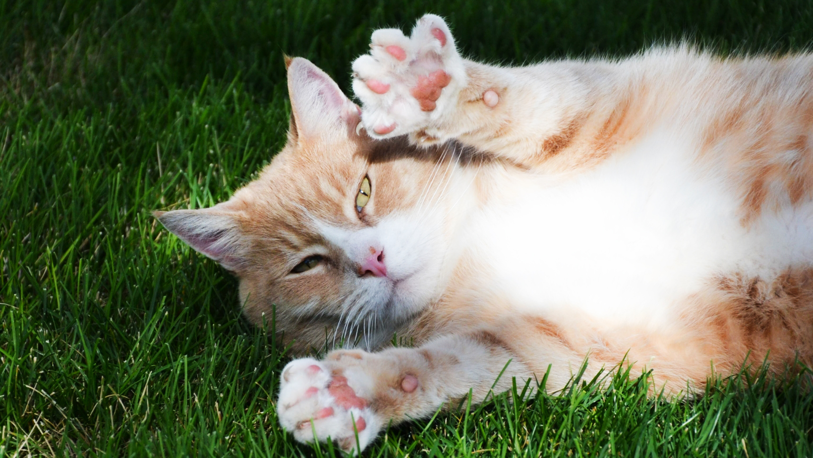 10 Tips for a Happy and Healthy Kitten