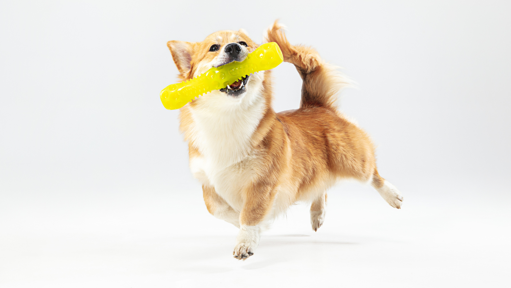 Why Do Dogs Like Squeaky Toys?