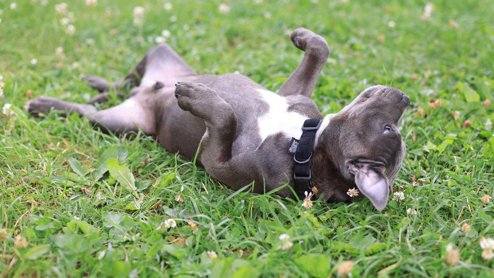 Why Do Dogs Roll in the Grass?