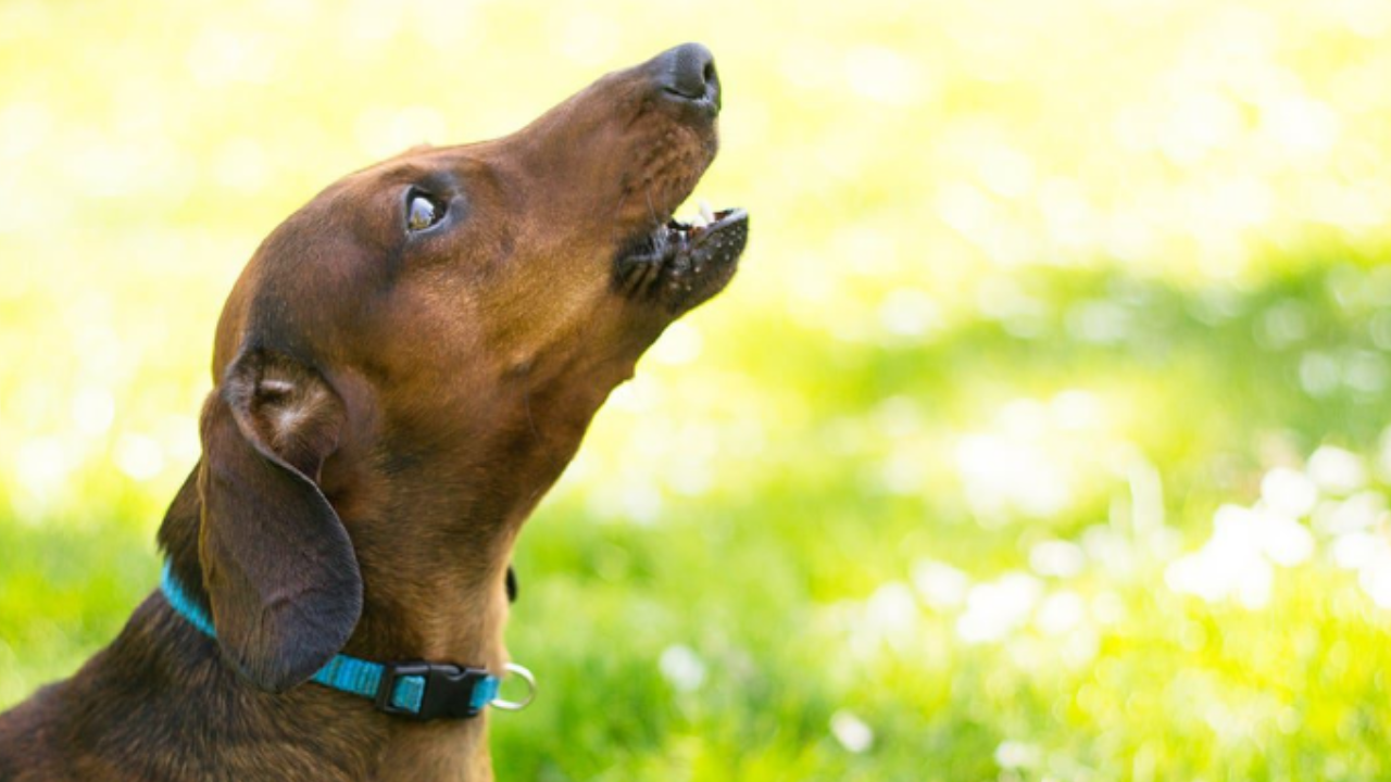 Strategies for How to Stop Dog Barking, Biting, or Chewing