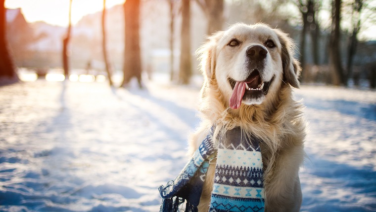 WINTER CARE GUIDE FOR YOUR CANINE COMPANION
